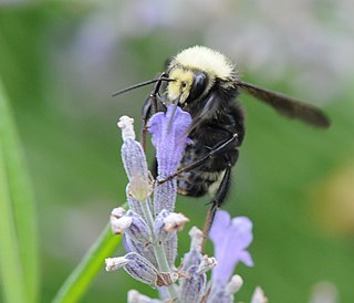 a bumblebee on a violet flower